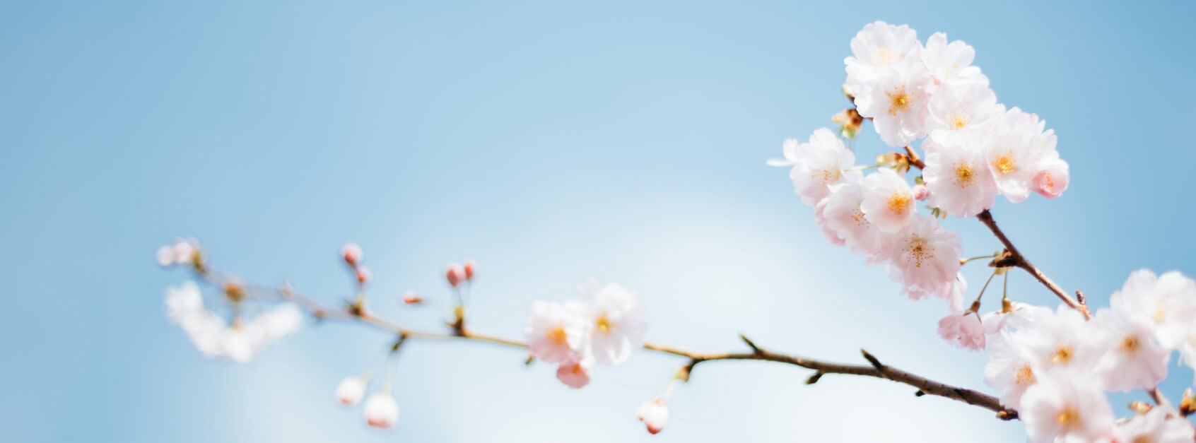 芒士航